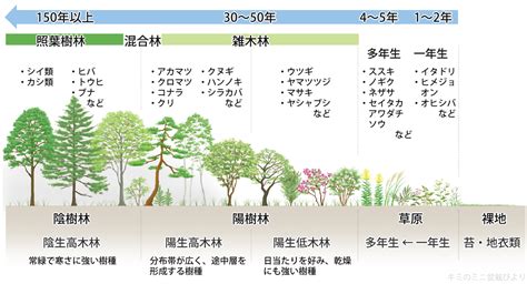 陰樹 種類|雑木林の遊歩道～植生【陽樹・陰樹・落葉樹・常緑樹・広葉樹・。